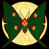 Moths: Spanish Moon Moth
